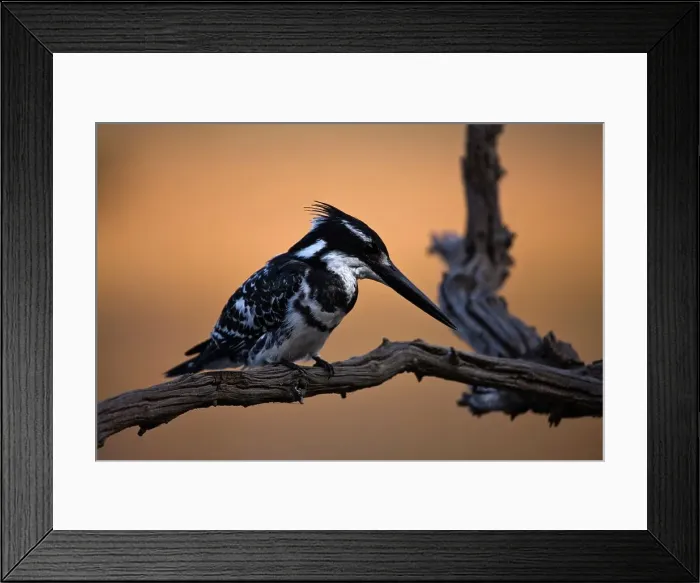 Framed Print : Pied Kingfisher (Ceryle rudis) Framed Print : Pied Kingfisher (Ceryle rudis)