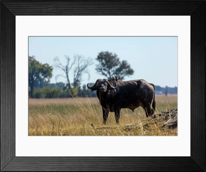 Framed Print : African buffalo or Cape buffalo (Syncerus caffer) with red-billed oxpecker (Buphagus erythrorhynchus) on its back Framed Print : African buffalo or Cape buffalo (Syncerus caffer) with red-billed oxpecker (Buphagus erythrorhynchus) on its back