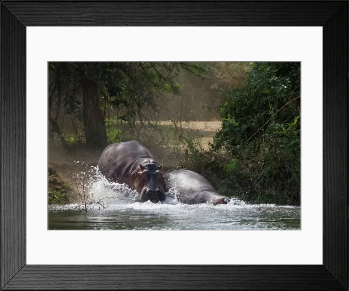 Framed Print : Hippo (Hippopotamus amphibius) Framed Print : Hippo (Hippopotamus amphibius)