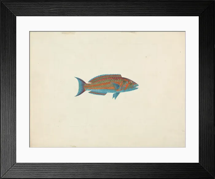 Framed Print : Unidentified Fish James Bruce 1730-1794 British Framed Print : Unidentified Fish James Bruce 1730-1794 British