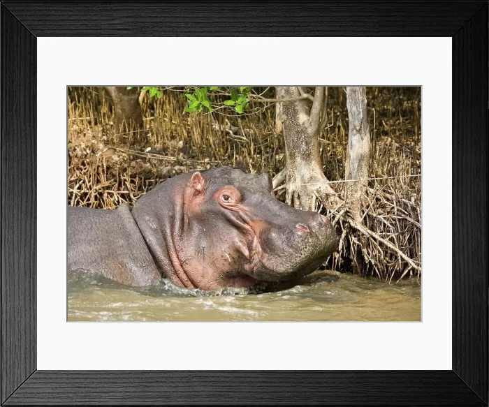 Framed Print : Hippopotamus (Hippopotamus amphibius) Framed Print : Hippopotamus (Hippopotamus amphibius)