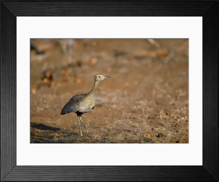 Framed Print : Redcrested Korhaan (Eupodotis ruficrista) in veld