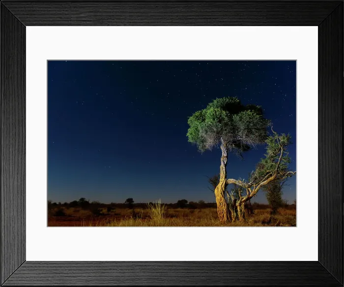 Framed Print : Shepherd's tree, Witgat, Mohlpi Framed Print : Shepherd's tree, Witgat, Mohlpi