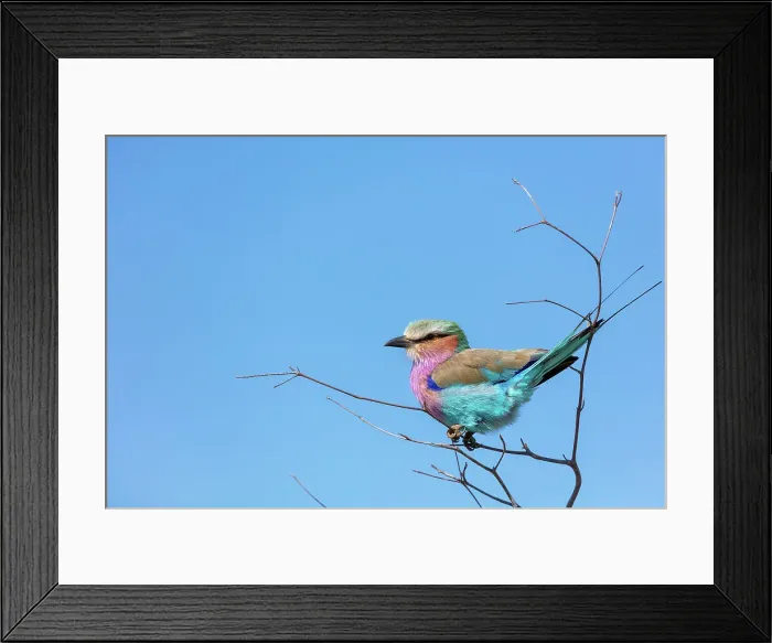 Framed Print : Lilac-breasted (lilacbrested) roller (Coracias caudatus) Framed Print : Lilac-breasted (lilacbrested) roller (Coracias caudatus)