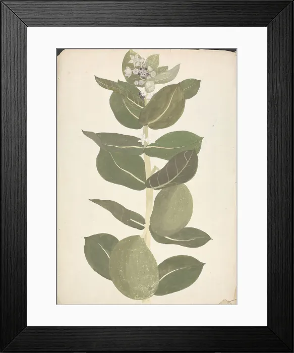 Framed Print : Lawsonia Inermis L. Henna Finished Drawing Flowering Leafy Shoot