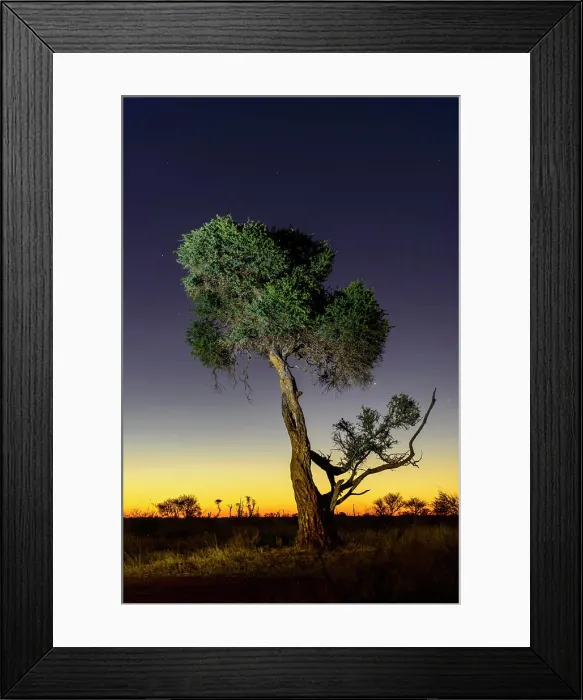 Framed Print : Shepherd's tree, Witgat, Mohlôpi Framed Print : Shepherd's tree, Witgat, Mohlôpi