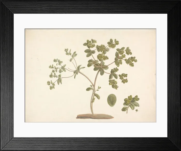 Framed Print : Juniperus Procera Endl. African Pencil Cedar Framed Print : Juniperus Procera Endl. African Pencil Cedar