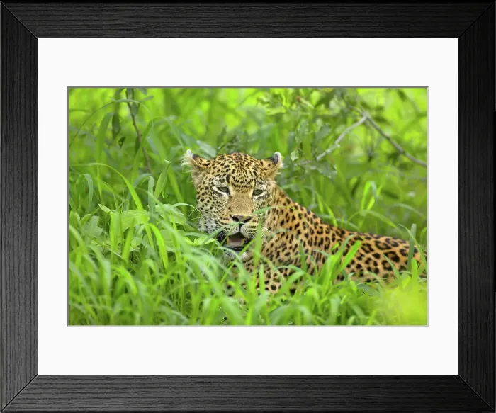 Framed Print : Leopard (Panthera pardus) lying in grass Framed Print : Leopard (Panthera pardus) lying in grass