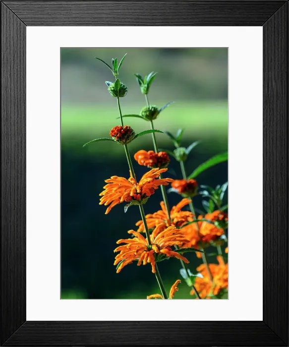 Framed Print : Wild Dagga Photograph Framed Print : Wild Dagga Photograph