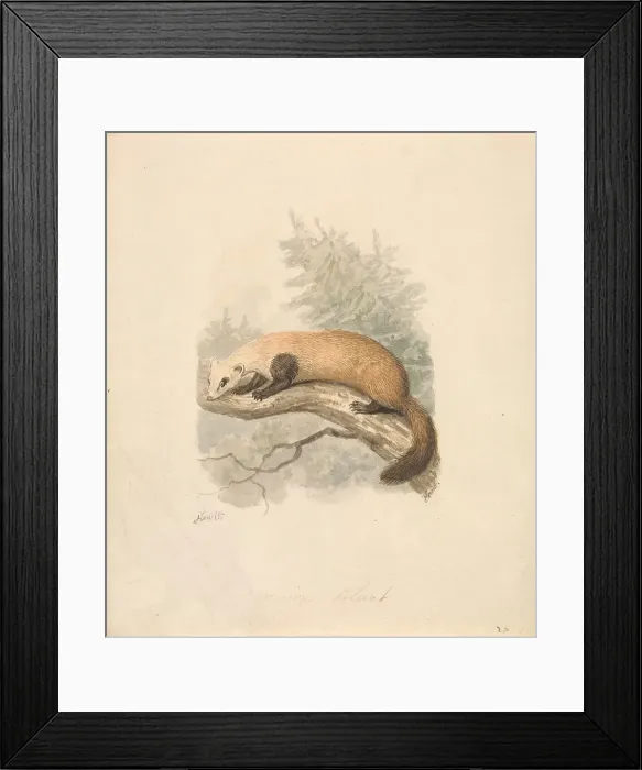 Framed Print : Polecat Samuel Howitt 1756-1822 British Ca Framed Print : Polecat Samuel Howitt 1756-1822 British Ca
