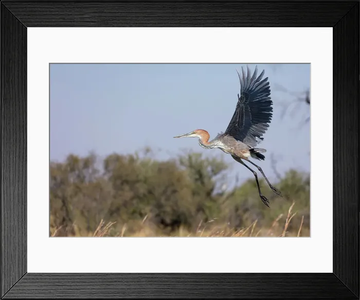 Framed Print : Goliath heron or giant heron (Ardea goliath) in flight Framed Print : Goliath heron or giant heron (Ardea goliath) in flight