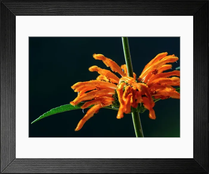 Framed Print : Wild Dagga Photograph Framed Print : Wild Dagga Photograph