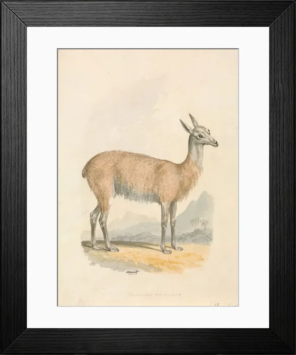 Framed Print : Llama Samuel Howitt 1756-1822 British Watercolor Framed Print : Llama Samuel Howitt 1756-1822 British Watercolor