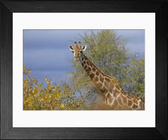 Framed Print : Giraffe (Giraffa camelopardis) in veld Framed Print : Giraffe (Giraffa camelopardis) in veld