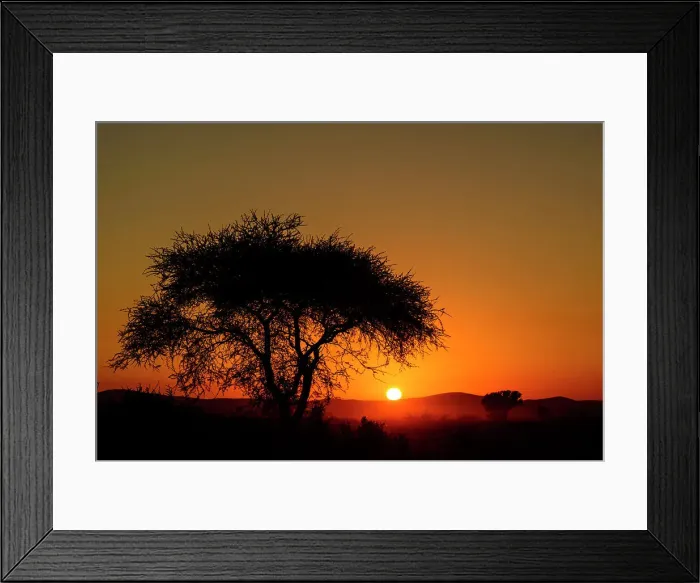Framed Print : Acacia sp at sunset. Madikwe Game Reserve Framed Print : Acacia sp at sunset. Madikwe Game Reserve