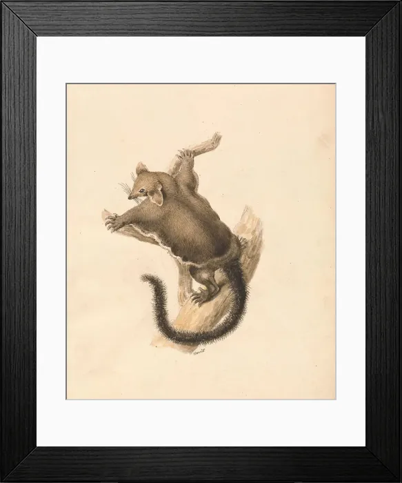 Framed Print : Flying Squirrel Samuel Howitt 1756-1822 British Framed Print : Flying Squirrel Samuel Howitt 1756-1822 British