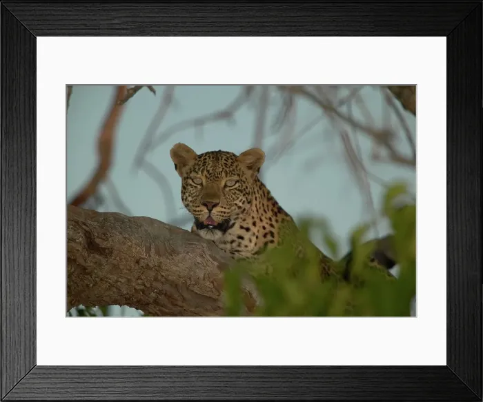 Framed Print : Leopard (Panthera pardus) in tree