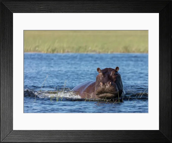 Framed Print : Common hippopotamus or hippo (Hippopotamus amphibius) showing aggression Framed Print : Common hippopotamus or hippo (Hippopotamus amphibius) showing aggression