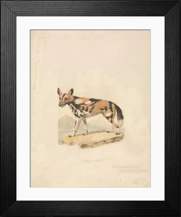 Framed Print : Abyssinian Dog Samuel Howitt 1756-1822 British