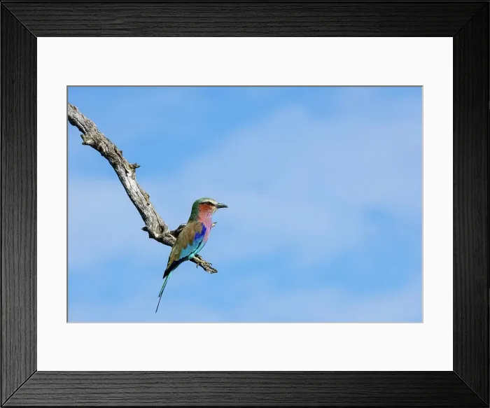 Framed Print : Lilac-breasted Roller (Coracias caudatus) i Framed Print : Lilac-breasted Roller (Coracias caudatus) i