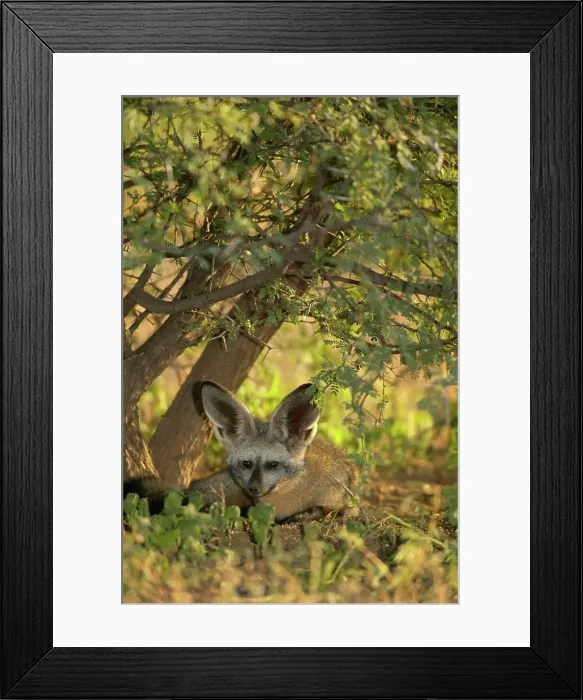Framed Print : Bat-Eared Fox (Otocyon meaglotis) in veld in early morning Framed Print : Bat-Eared Fox (Otocyon meaglotis) in veld in early morning