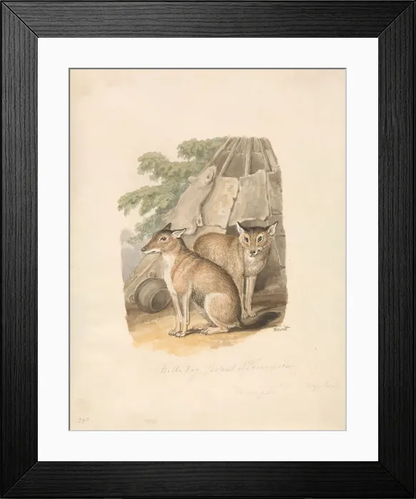 Framed Print : Two Huskies Samuel Howitt 1756-1822 British Framed Print : Two Huskies Samuel Howitt 1756-1822 British