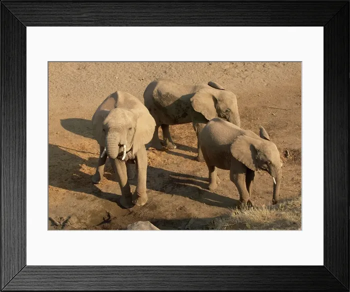 Framed Print : Elephants (Loxodonta africana) drinking from holes they have dug in a dry river bed Framed Print : Elephants (Loxodonta africana) drinking from holes they have dug in a dry river bed