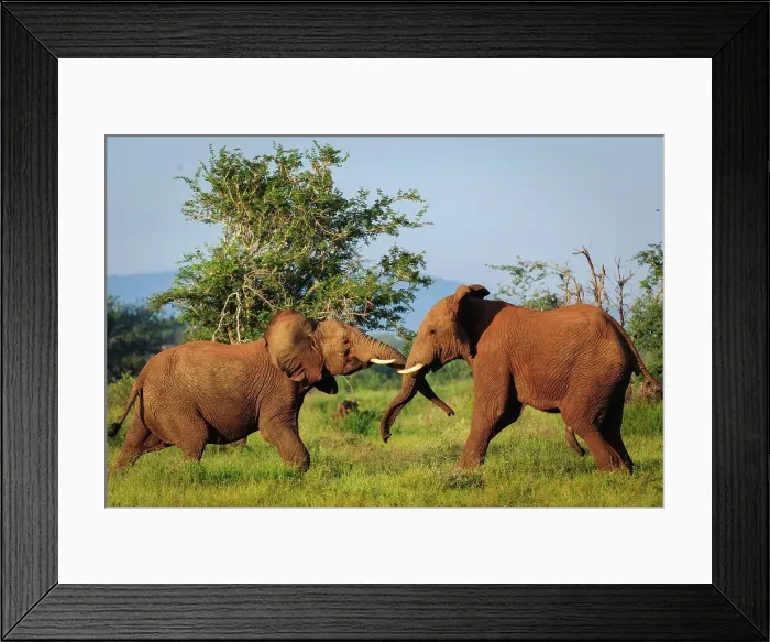 Framed Print : African bush elephant or African savanna elephant (Loxodonta africana) sparring (play fighting)