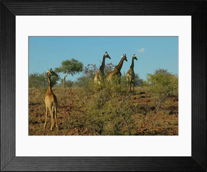 Framed Print : Giraffe (Giraffa camelopardis) herd in veld Framed Print : Giraffe (Giraffa camelopardis) herd in veld