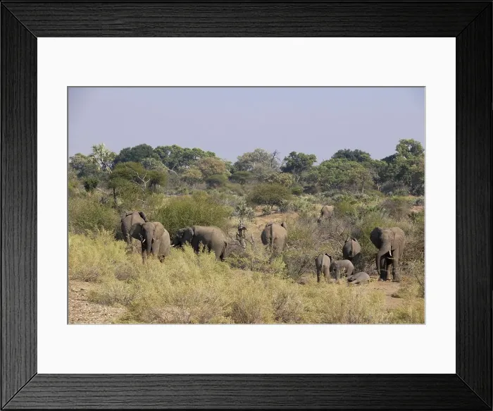 Framed Print : African Elephant (Loxodonta africana) herd in veld