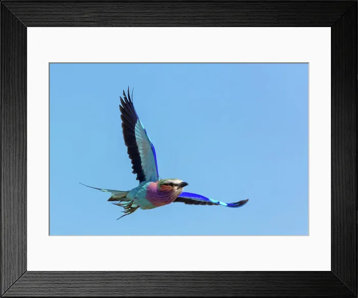 Framed Print : Lilac-breasted (lilacbrested) roller (Coracias caudatus) Framed Print : Lilac-breasted (lilacbrested) roller (Coracias caudatus)