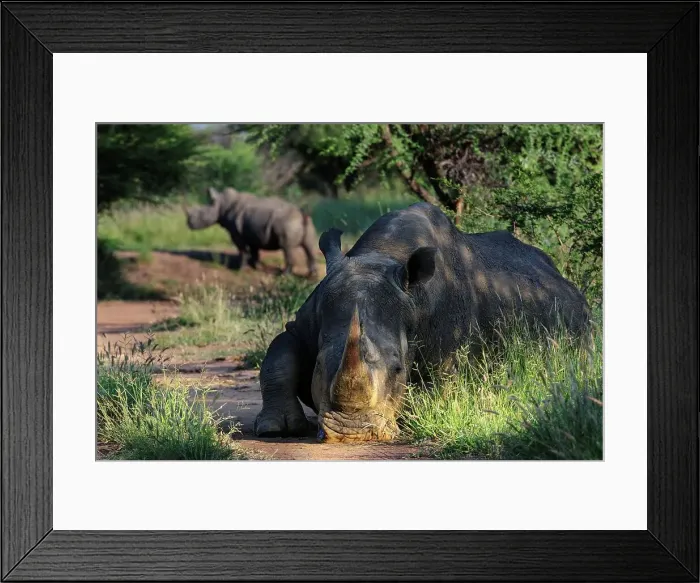Framed Print : White rhinoceros or square-lipped rhinoceros (Ceratotherium simum) Framed Print : White rhinoceros or square-lipped rhinoceros (Ceratotherium simum)