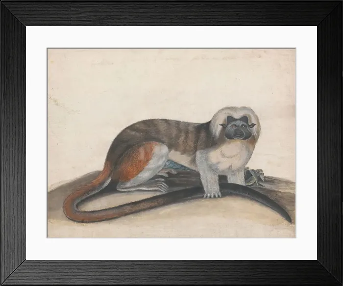 Framed Print : Study Pinche Red Tailed Monkey Formerly Cottenhead Marmoset