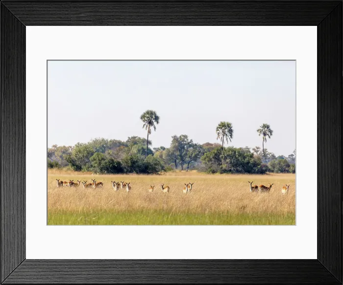 Framed Print : Red lechwe (Kobus leche leche) Framed Print : Red lechwe (Kobus leche leche)