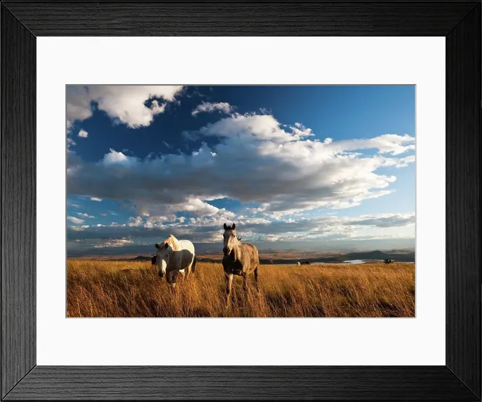 Framed Print : Horses at Spioenkop Battlefield Framed Print : Horses at Spioenkop Battlefield