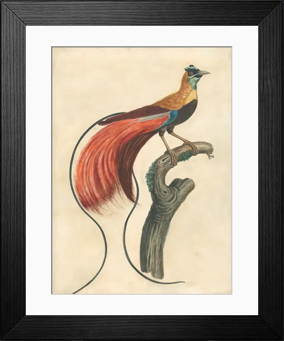 Framed Print : Red-Plumed Bird-of-Paradise Paradisea Apoda Raggiana Framed Print : Red-Plumed Bird-of-Paradise Paradisea Apoda Raggiana