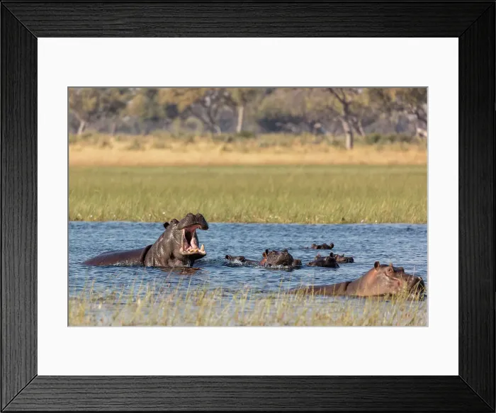 Framed Print : Common hippopotamus or hippo (Hippopotamus amphibius) showing aggression