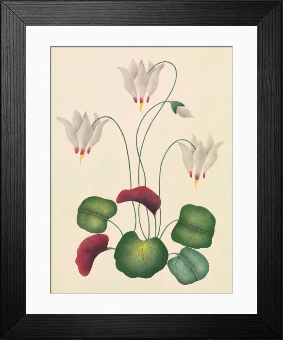 Framed Print : Flower Three Blossoms 1826 1866 Watercolor Gouache Framed Print : Flower Three Blossoms 1826 1866 Watercolor Gouache