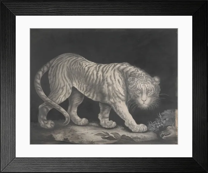 Framed Print : Prowling Tiger Elizabeth Pringle Active Ca 1800 Framed Print : Prowling Tiger Elizabeth Pringle Active Ca 1800