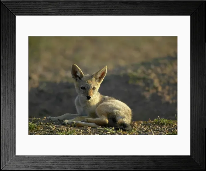 Framed Print : Blackbacked Jackal (Canis mesomelas) pup at den Framed Print : Blackbacked Jackal (Canis mesomelas) pup at den