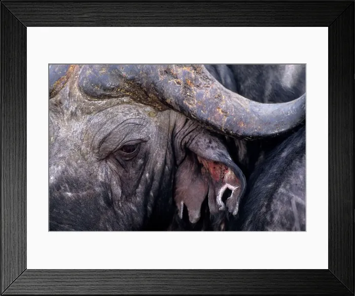 Framed Print : Buffalo portrait. MalaMala Game Reserve Framed Print : Buffalo portrait. MalaMala Game Reserve