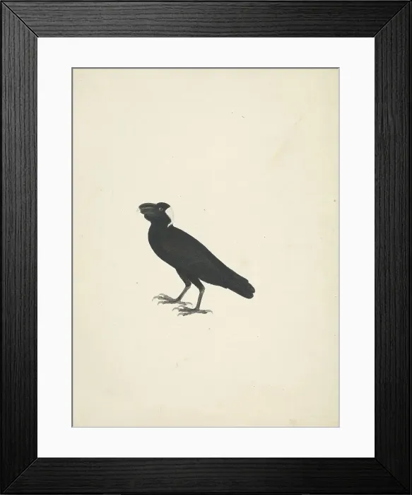 Framed Print : Bostrychia Carunculata Wattled Ibis James Bruce Framed Print : Bostrychia Carunculata Wattled Ibis James Bruce