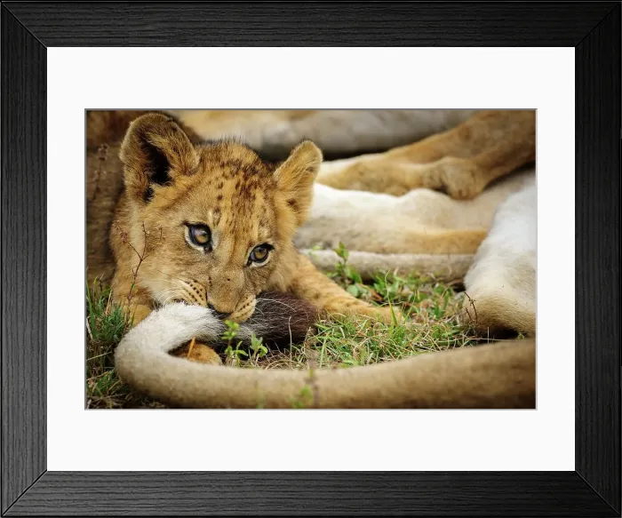 Framed Print : Lion (Panthera leo) cub playing with adult's tail Framed Print : Lion (Panthera leo) cub playing with adult's tail