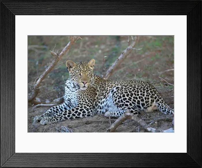 Framed Print : Leopard (Panthera pardus) lying in veld Framed Print : Leopard (Panthera pardus) lying in veld
