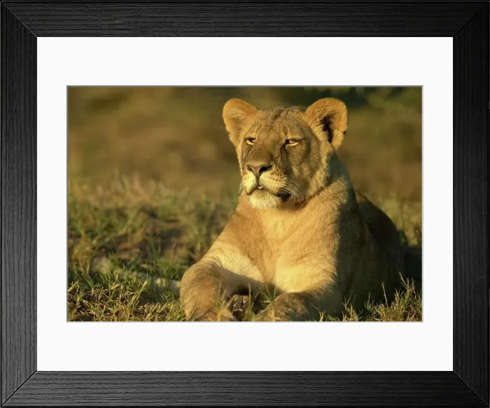 Framed Print : Lion (Panthera leo) sub-adult in veld Framed Print : Lion (Panthera leo) sub-adult in veld