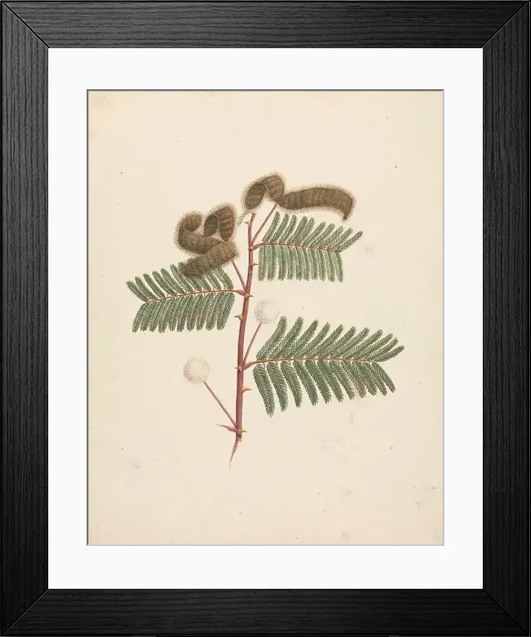 Framed Print : Ensete Ventricosum Welw. Cheesman African Wild Banana Framed Print : Ensete Ventricosum Welw. Cheesman African Wild Banana
