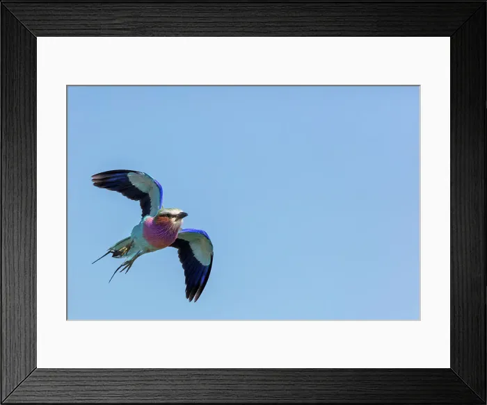 Framed Print : Lilac-breasted (lilacbrested) roller (Coracias caudatus)