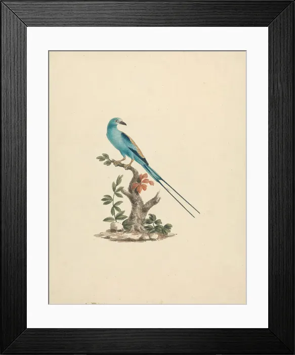 Framed Print : Treron Waalia Bruce's Green Pigeon James Bruce Framed Print : Treron Waalia Bruce's Green Pigeon James Bruce