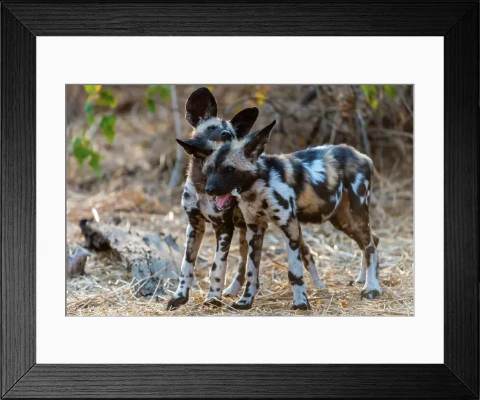 Framed Print : Mashatu Game Reserve. Northern Tuli Game Reserve