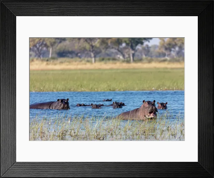 Framed Print : Common hippopotamus or hippo (Hippopotamus amphibius) showing aggression Framed Print : Common hippopotamus or hippo (Hippopotamus amphibius) showing aggression